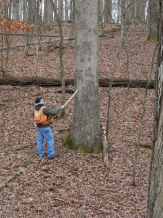 Timber Appraisal