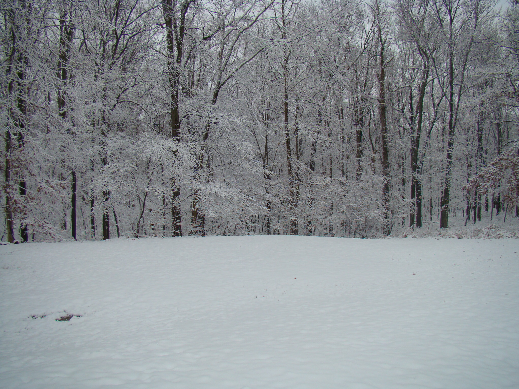 WInter in Tennessee
