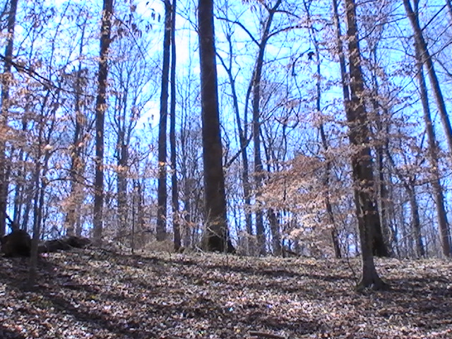 Protect your Forest  with damage and trespass managment