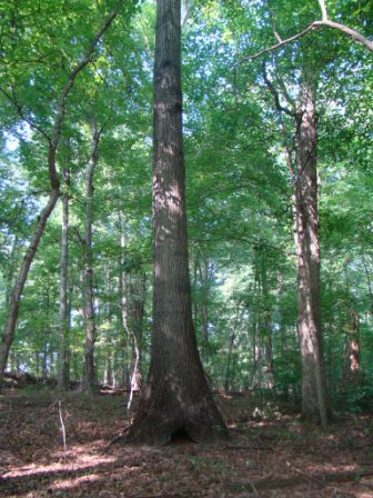Forest Management - Robertson County Timber